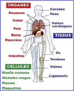 prélévement organes