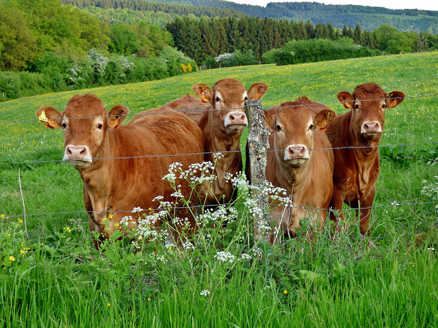 Vaches races limousine